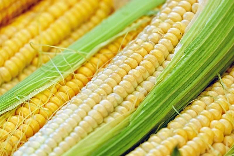 Польза и вред кукурузы для организма человека