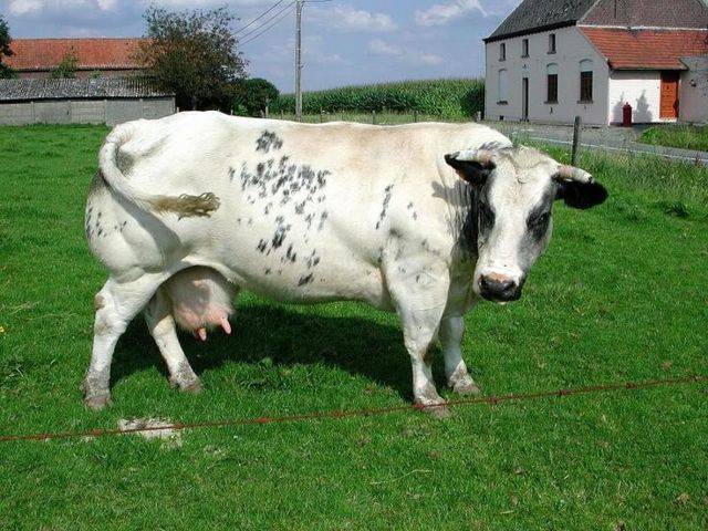 Развитие мясного скотоводства в рф с использованием генетического материала  бельгийской бело-голубой породы крупного рогатого скота
