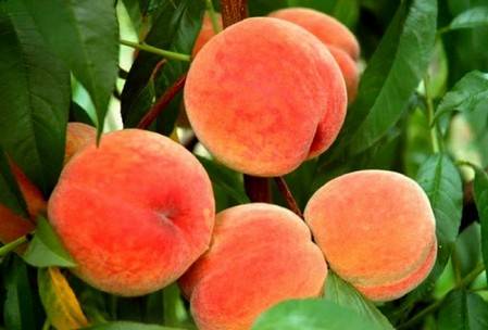 Описания 20 лучших сортов крымских персиков и правила выращивания