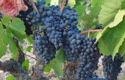 Описание винограда сорта Денисовский, правила посадки и ухода