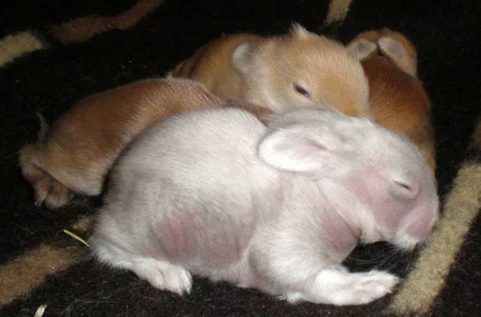 Как выглядят новорожденные кролики и как за ними ухаживать?