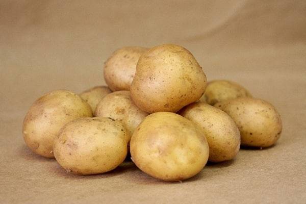 60-дневный картофель «триумф»: описание сорта для любителей ранней картошки