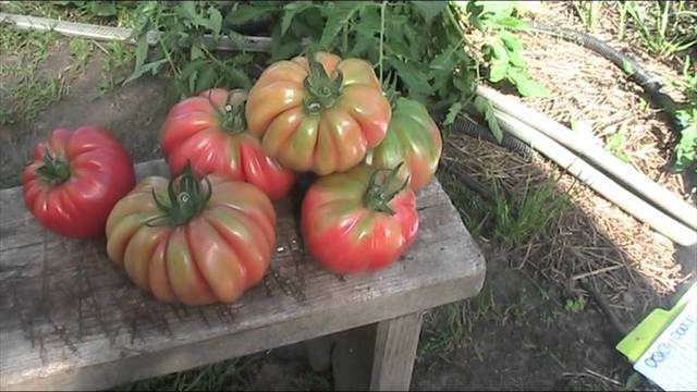 Описание сорта томата Суперэкзотик, его характеристика и урожайность