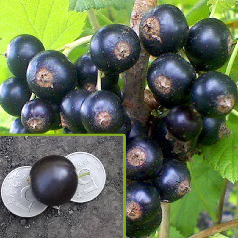 Сорт чёрной смородины ядрёная – гигантские ягоды на вашем садовом участке