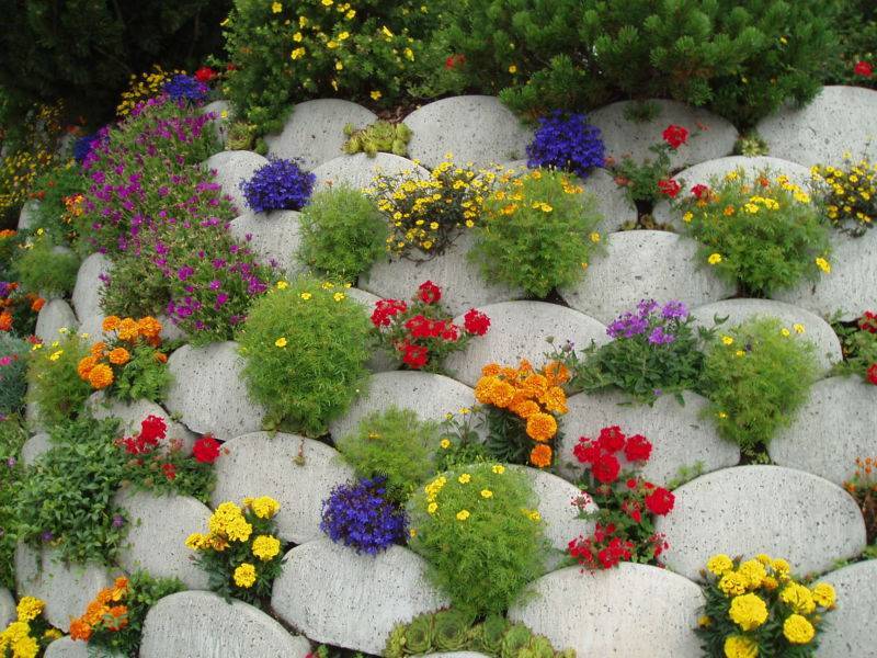 Однолетние цветы для дачи: выбираем яркие и красивые однолетние цветы для выращивания (125 фото)