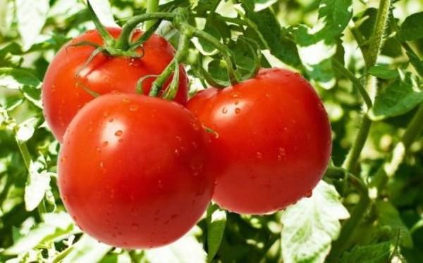 Описание, характеристика, урожайность, отзывы и фото сорта помидора «русский богатырь»
