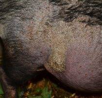 Виды и симптомы кожных заболеваний у свиней, лечение и профилактика