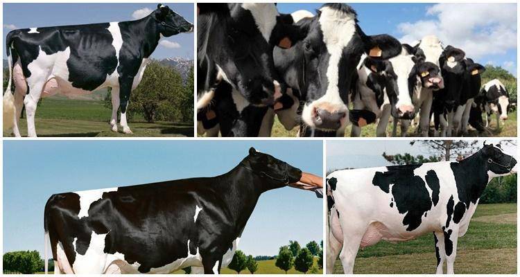 Черно-пестрая голштинизированная порода коров — характеристика голштинской