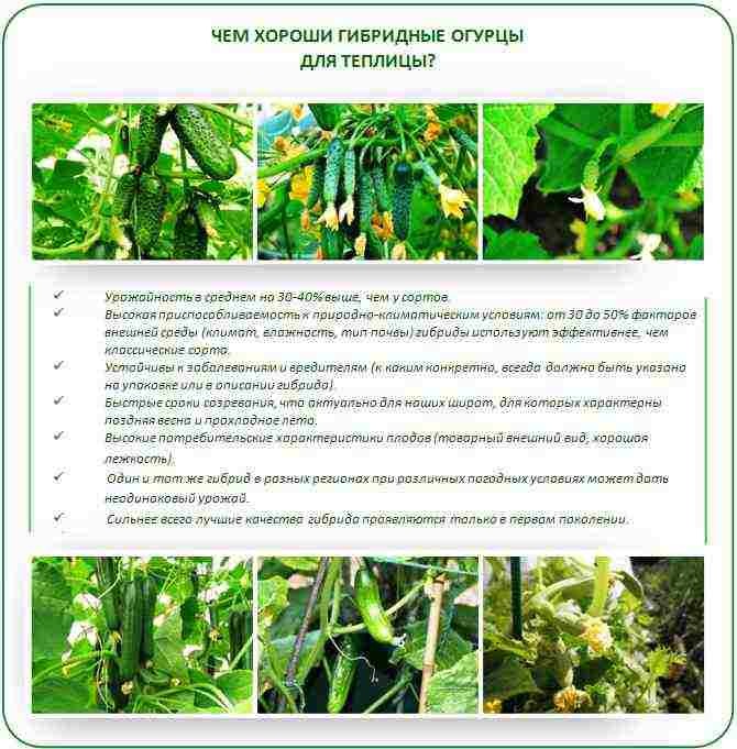 Сорт огурцов апрельский: характеристика и особенности выращивания