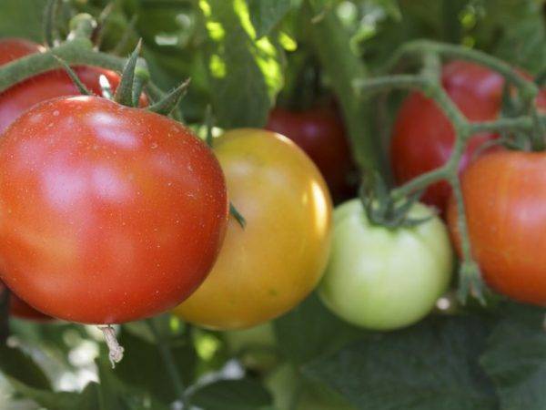 Томат «безразмерный»: описание сорта с супер-размером помидоров и длительным плодоношением