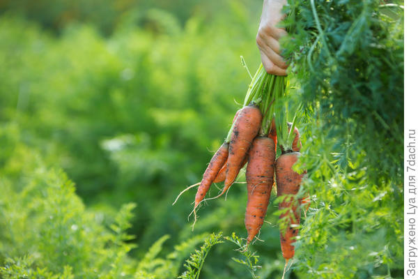 Морковь: уборка урожая и хранение на зиму — сроки и правила сбора. когда убирать, где можно и как правильно и длительно хранить