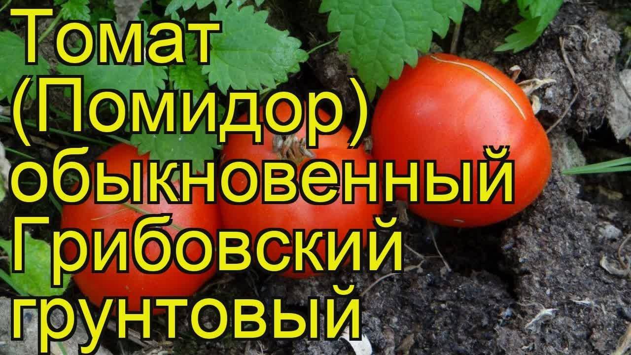 Томат грибовский грунтовый — описание сорта, урожайность, фото и отзывы садоводов