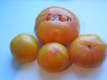 Описание сорта томата большой полосатый кабан, его характеристика и урожайность