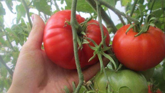 Сорт томата «алтайский шедевр»: описание, характеристика, посев на рассаду, подкормка, урожайность, фото, видео и самые распространенные болезни томатов