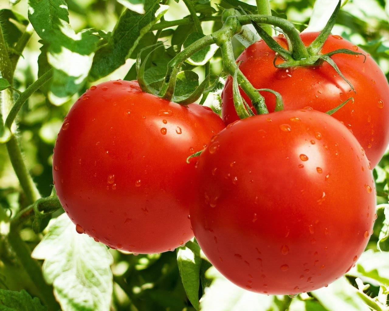 Уральский ранний — неприхотливый томат для северных регионов