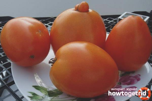 Подборка томатов с жёлтыми плодами: популярные, ранние, урожайные