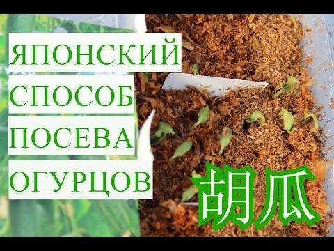 Супербыстрые всходы по Японскому способу выращивания огурцов в опилках