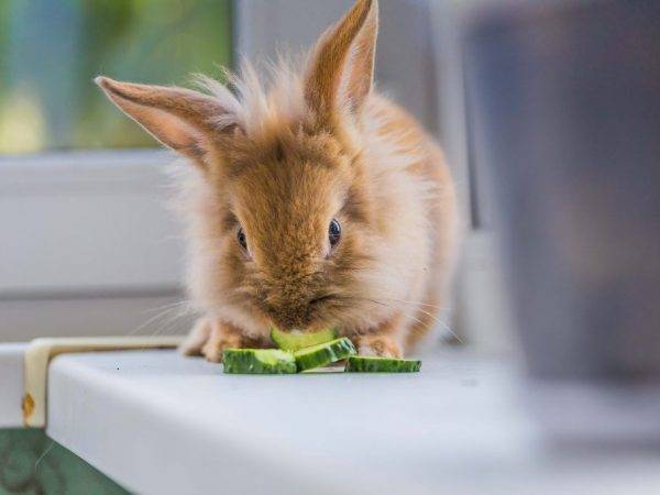 Можно ли давать кроликам огурцы и кабачки? кормление кроликов: можно кроликам кабачки?