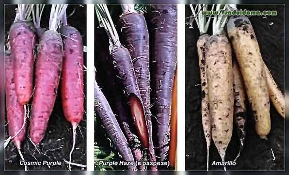 Фиолетовая морковь: описание и характеристика, отзывы