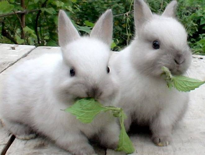 Правила выращивания кроликов на мясо в домашних условиях