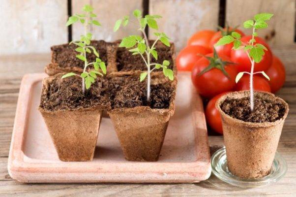 Как вырастить томаты без пикировки