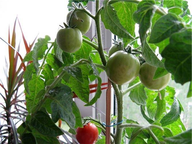 Как вырастить томаты балконное чудо