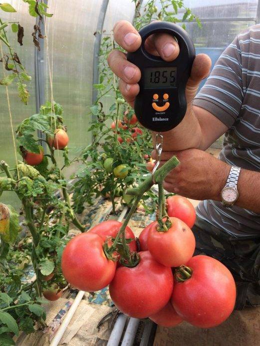 Серия томатов «малиновое чудо»: чем они так хороши, почему их стоит выращивать и как это сделать правильно