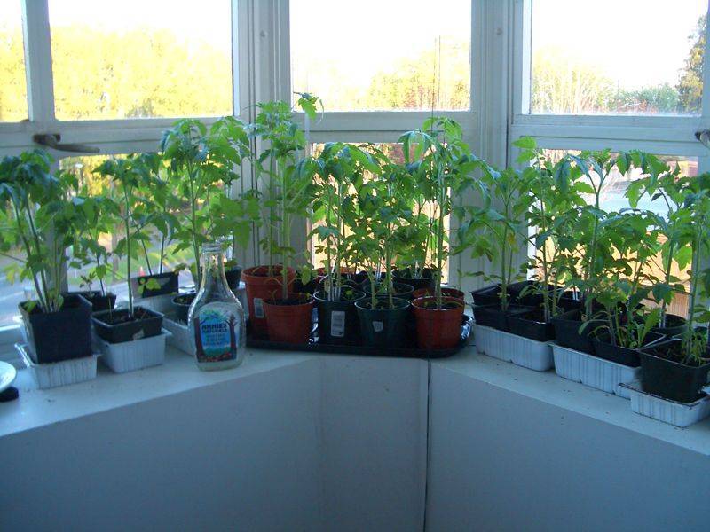 Современные методы — в массы! выращивание томата на гидропонике не дань моде, а требование времени