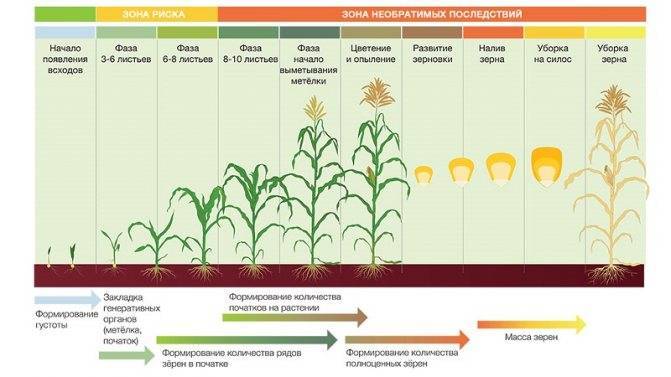 Как посадить кукурузу на своем участке, и что нужно учесть для получения хорошего урожая?