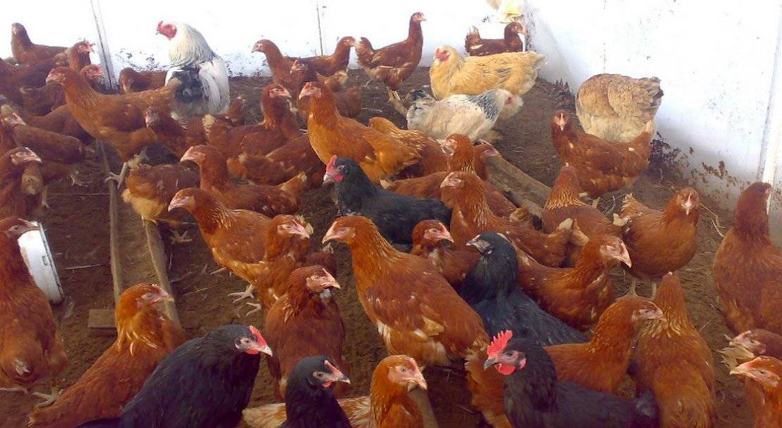 Куры-рекордсмены по производству яиц — браун ник