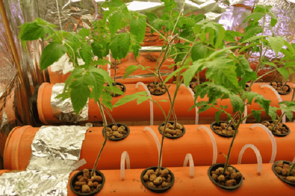 Гидропонные установки для выращивания томатов