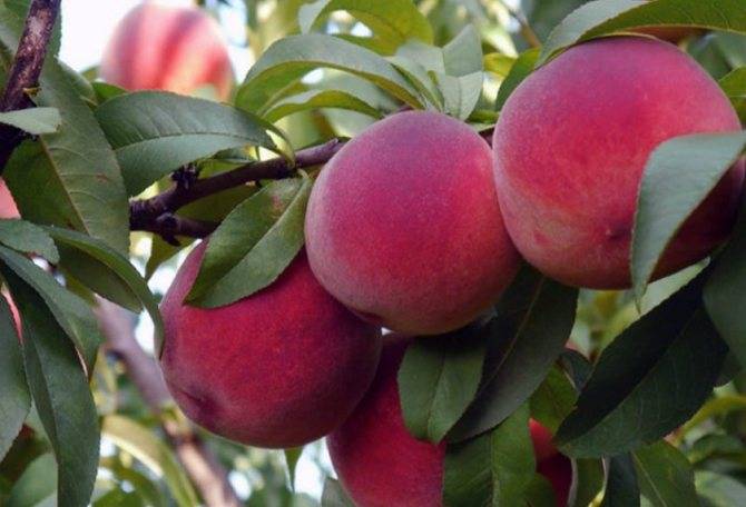 Болезни и вредители персика — как от них избавиться?