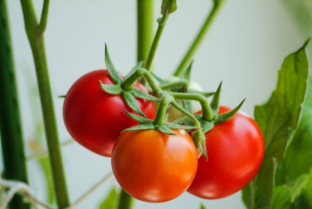 Помидоры на гидропонике: выращивание, раствор и лучшие сорта