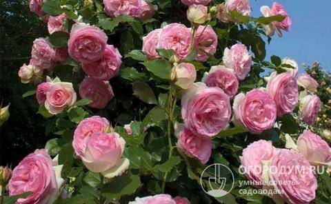 Райский цветок в вашем саду - роза пьер де ронсар