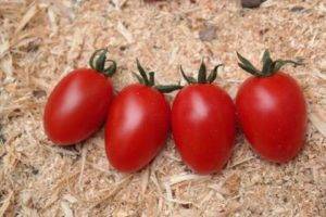 Томаты «желтая карамель» f1: выращивание, особенности, транспортировка, достоинства и недостатки помидор