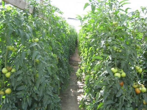 Для новичков пошагово: как пасынковать помидоры в теплице