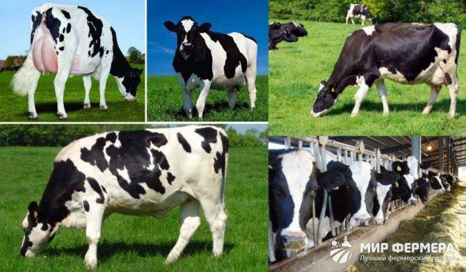 Описание голштинской породы коров
