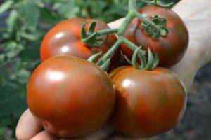 Описание сорта томата шарада его характеристика и урожайность