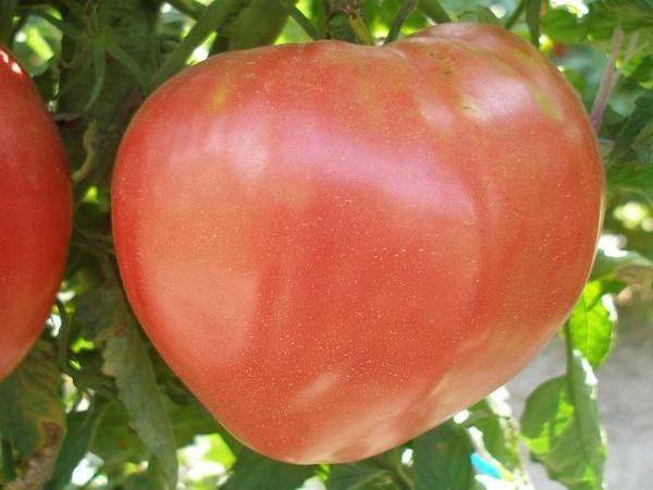 Характеристика сорта томата «вельможа» и особенности его выращивания