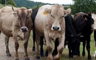 Калмыцкая порода коров и ее характеристика