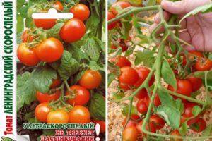 Описание сорта томата мохнатый кейт, его характеристика и урожайность