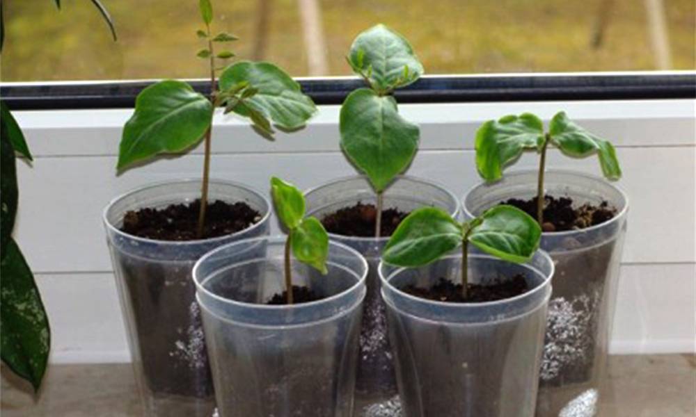 Бакопа: выращивание из семян, посадка и уход в домашних условиях