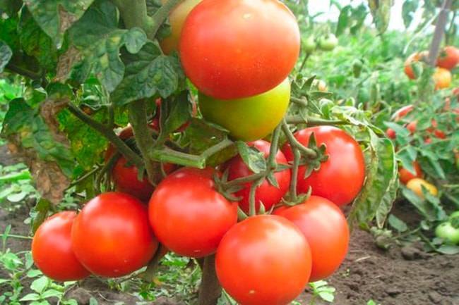 Как правильно выбрать урожайные сорта помидоров для теплиц