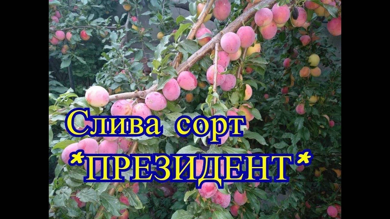 Сливово-вишневые гибриды (свг) – описание, сорта, агротехника выращивания