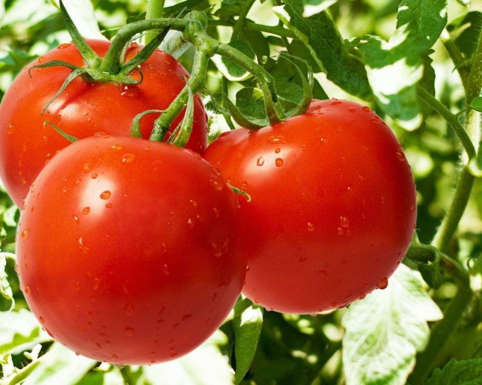 Описание сорта томата сиреневое озеро, особенности выращивание и отзывы садоводов