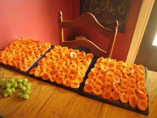 Как правильно хранить сушеные абрикосы в домашних условиях