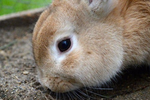 Симптомы кокцидиоза у кроликов и лечение в домашних условиях, профилактика