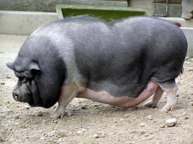 Мясные породы свиней: описание и особенности разведения