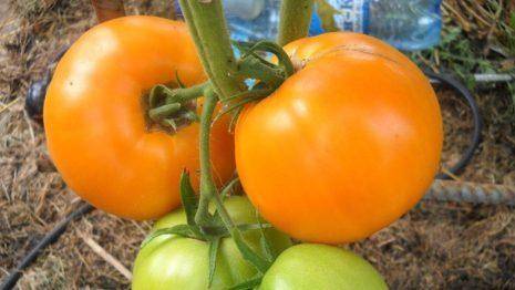 Красивый и вкусный гибрид — томат алая гроздь f1: характеристики и описание сорта
