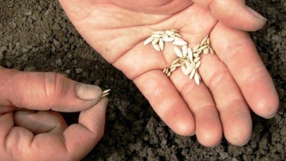 Как и когда сажать семена огурцов в открытый грунт